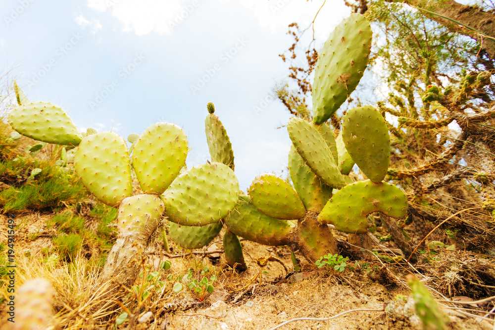 Several prickly pears in a cactus field Several prickly pears in a cactus field