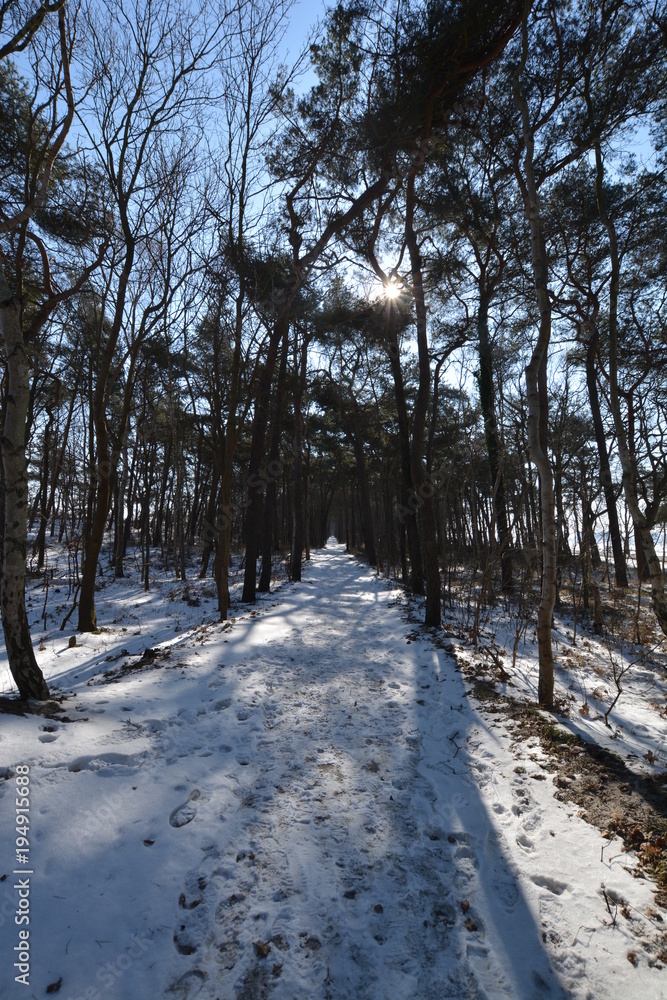 verschneiter Radwanderweg im Kieferwald - Thiessow auf Rügen verschneiter Radwanderweg im Kieferwald - Thiessow auf Rügen