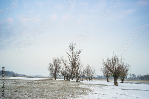 Wierzby nad zamarzniętym rzecznym rozlewiskiem photo