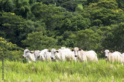 Herd of Nelore cattle grazing in a pasture