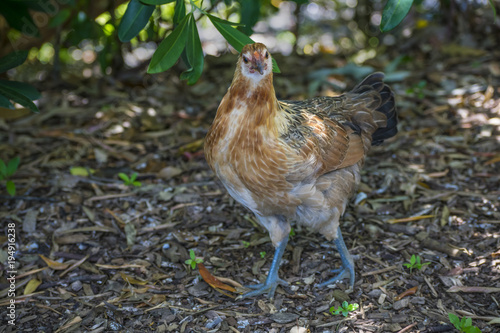 Chicken, bird, animal, nature, grass, brown, wildlife, wild, green, farm, birds