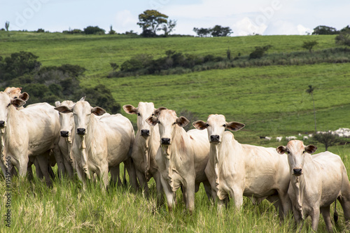 Billede på lærred Herd of Nelore cattle grazing in a pasture