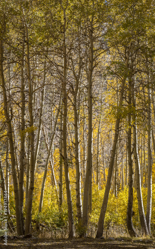 Aspen Grove - Bishop California 