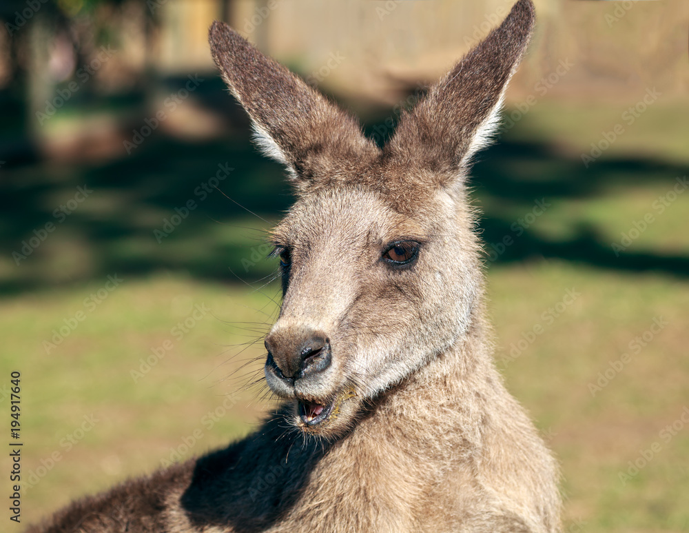 Fototapeta premium Portrait of a Kangaroo in Australia 