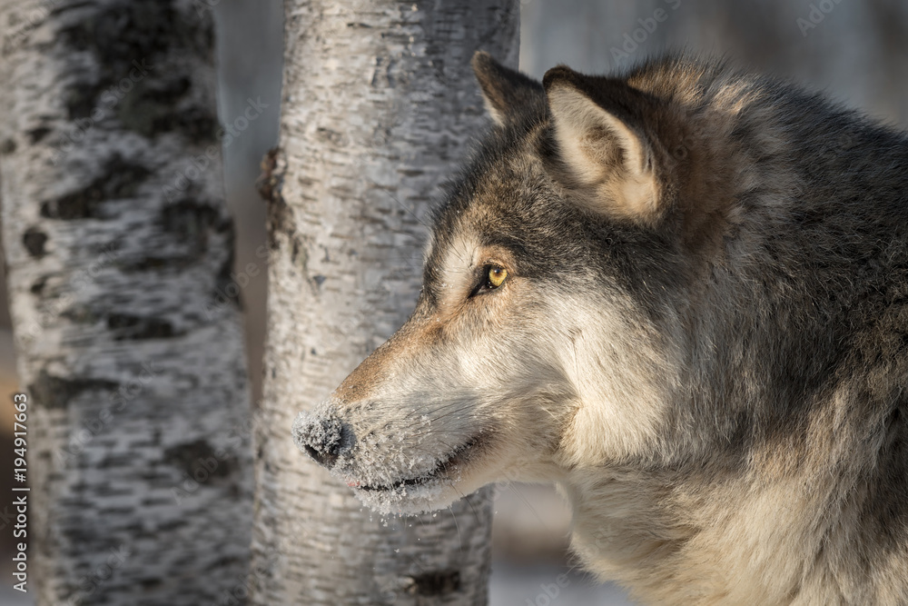 Fototapeta premium Grey Wolf (Canis lupus) Profile Against Tree Trunks
