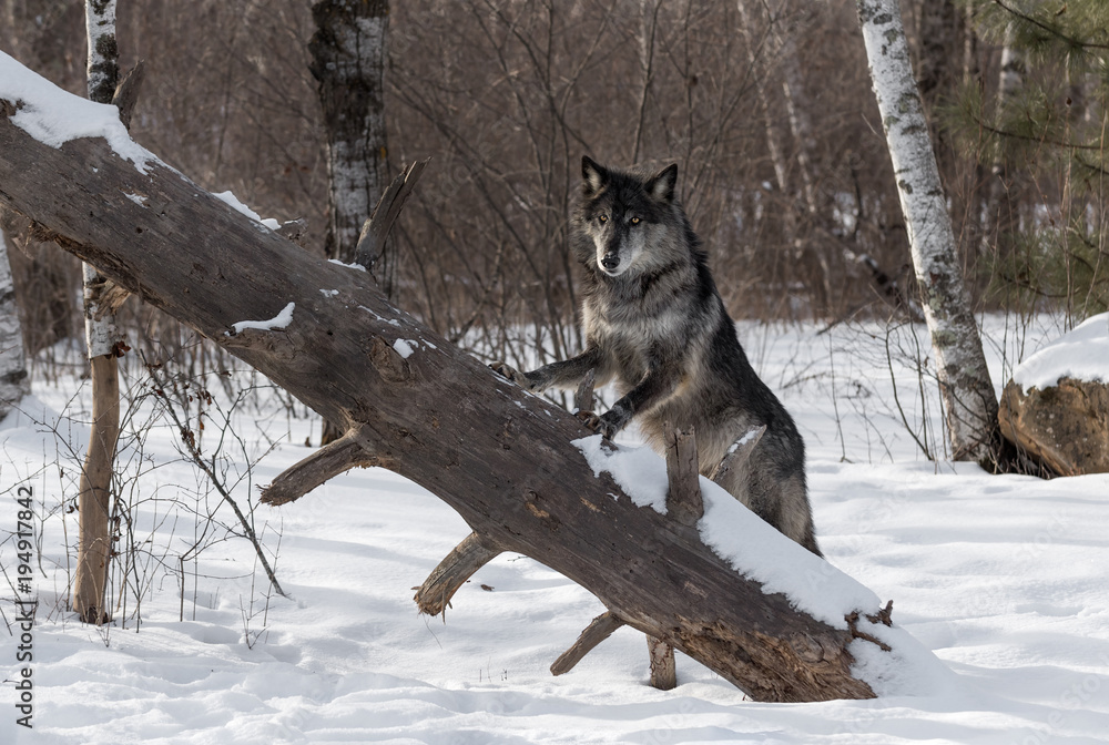 Fototapeta premium Black Phase Grey Wolf (Canis lupus) Paws Up on Tree