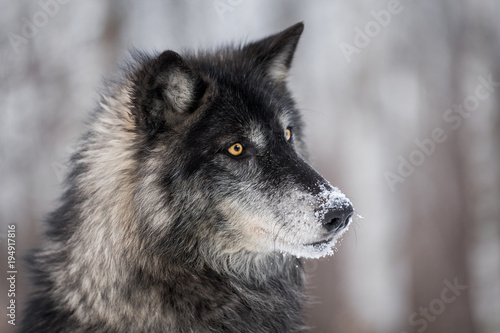 Black Phase Grey Wolf (Canis lupus) Turns Right