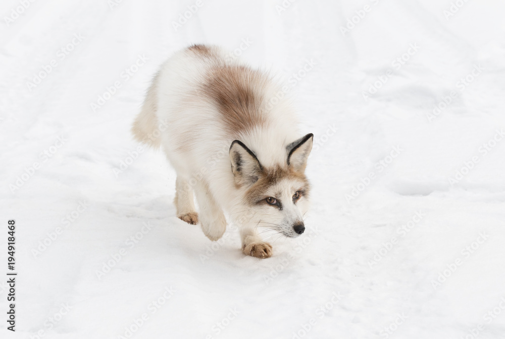 marble fox