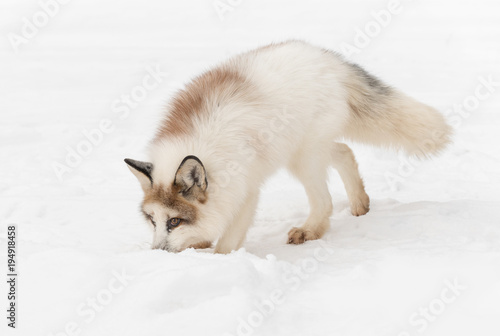 Red Marble Fox (Vulpes vulpes) Nose Down in Snow © geoffkuchera