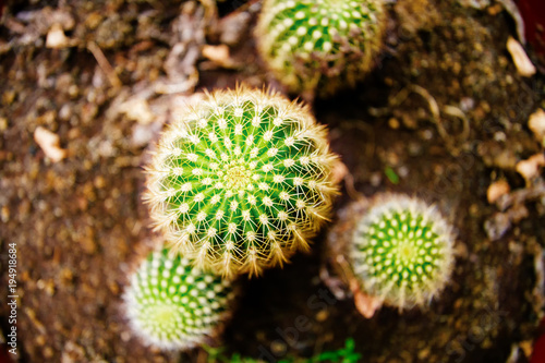 Macro close-up of cactus seen from above with ground in background
