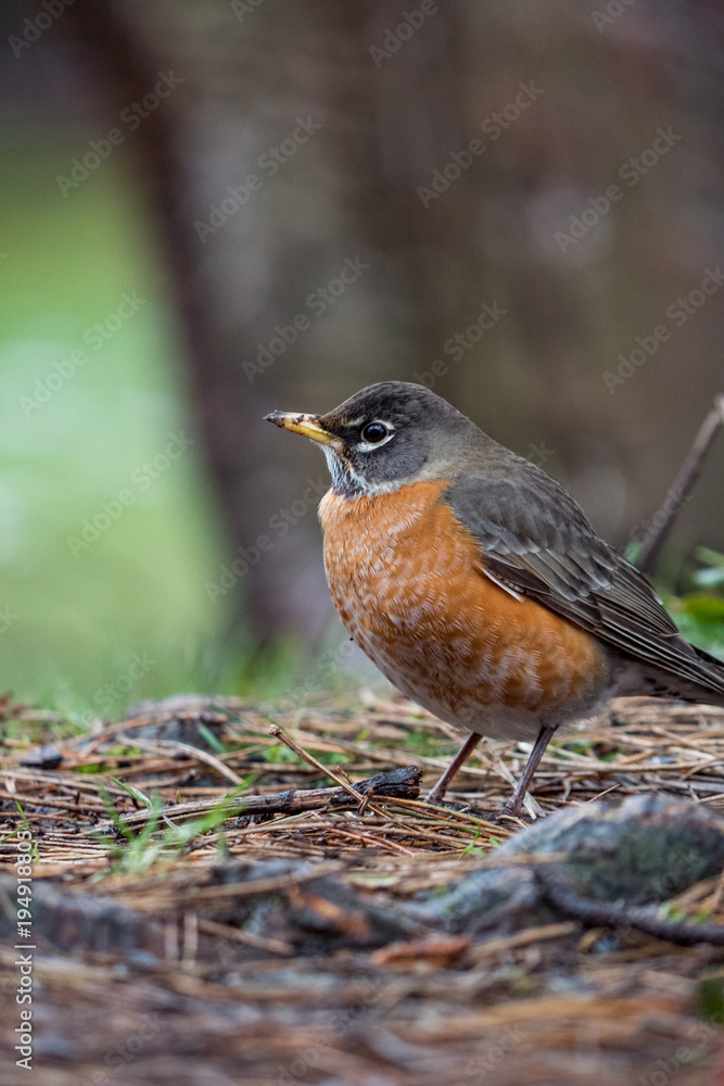 orange chested robin resting on the ground orange chested robin resting on the ground