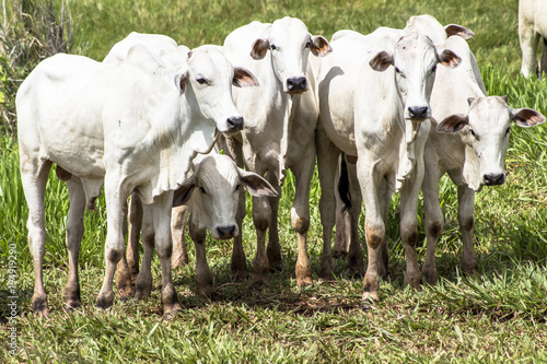 Fototapeta Naklejka Na Ścianę i Meble -  Herd of Nelore cattle grazing in a pasture
