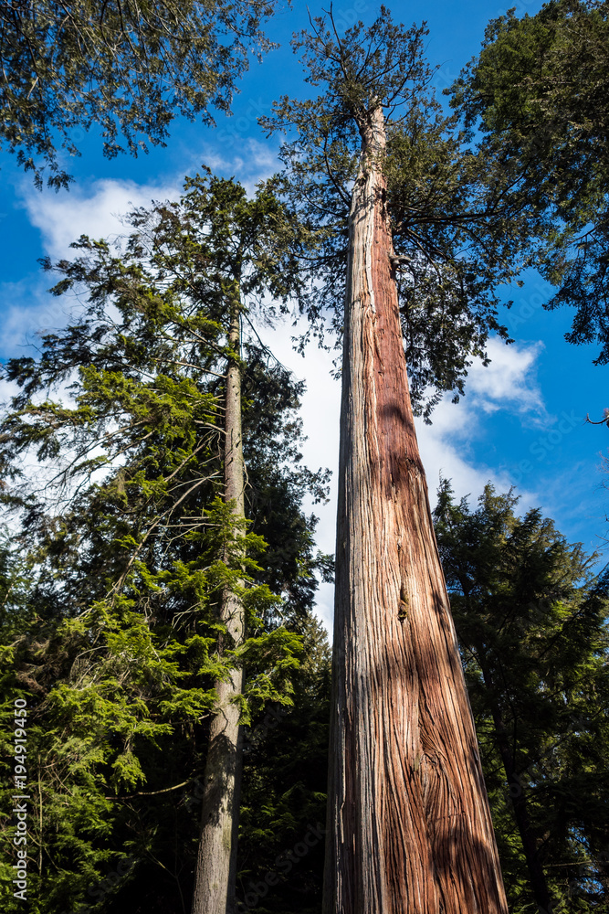 Fototapeta premium straight tree towering into the blue sky