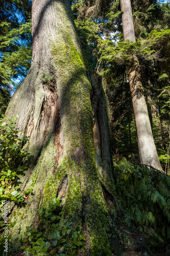 a thick tree besides a thin tree in the forest