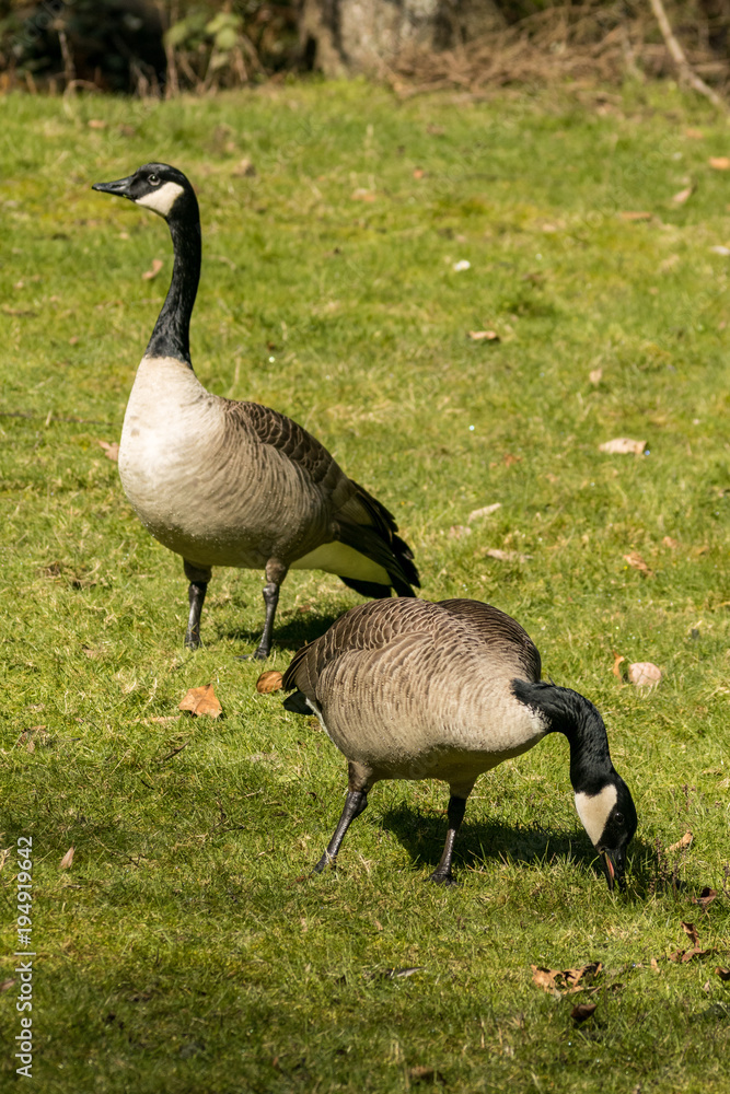 two geese eating and sunbathing on the grass field under the sun two geese eating and sunbathing on the grass field under the sun