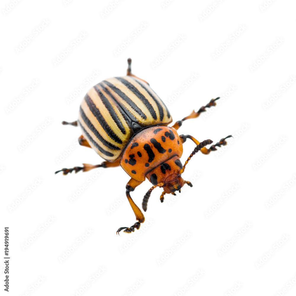 Colorado Potato Beetle Pest Insect Isolated on White Colorado Potato Beetle Pest Insect Isolated on White