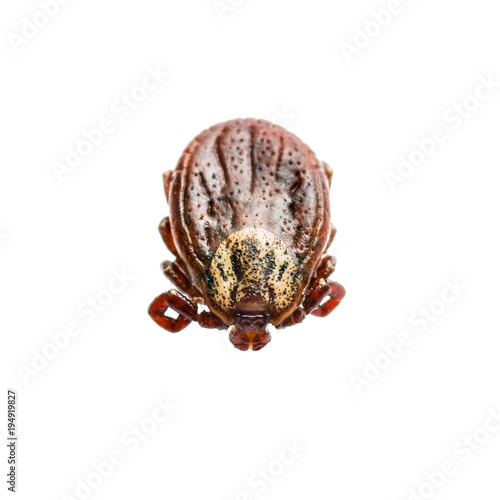 Encephalitis or Lyme Virus Infected Tick Insect Isolated on White
