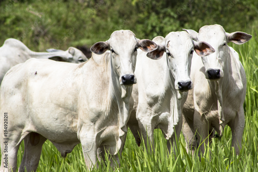 Herd of Nelore cattle grazing in a pasture Herd of Nelore cattle grazing in a pasture