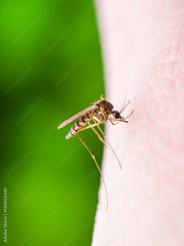 Yellow Fever, Malaria or Zika Virus Infected Mosquito Insect Macro Yellow Fever, Malaria or Zika Virus Infected Mosquito Insect Macro