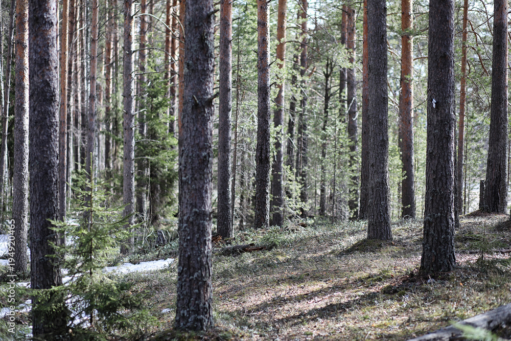 Pine forest in the beginning of spring under the snow. Forest un Pine forest in the beginning of spring under the snow. Forest un