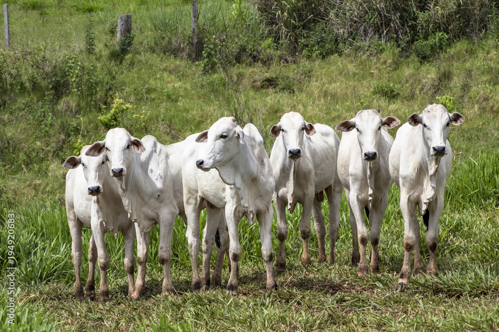 Herd of Nelore cattle grazing in a pasture Herd of Nelore cattle grazing in a pasture
