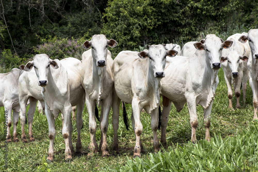 Herd of Nelore cattle grazing in a pasture Herd of Nelore cattle grazing in a pasture