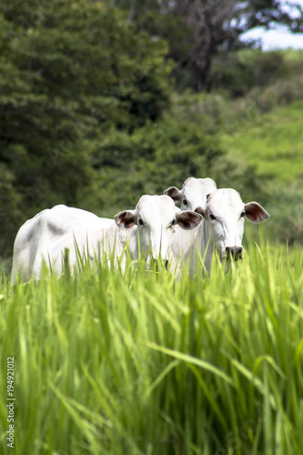 Herd of Nelore cattle grazing in a pasture photo