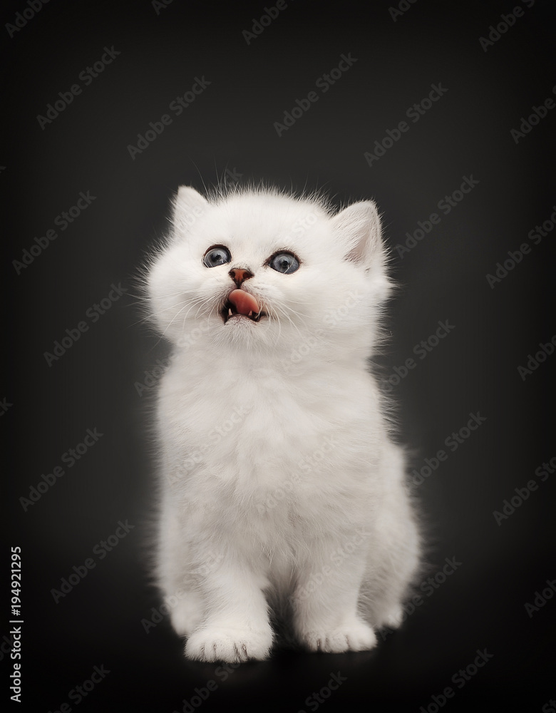 White British kitten licking his tongue out. Cat on black background .
