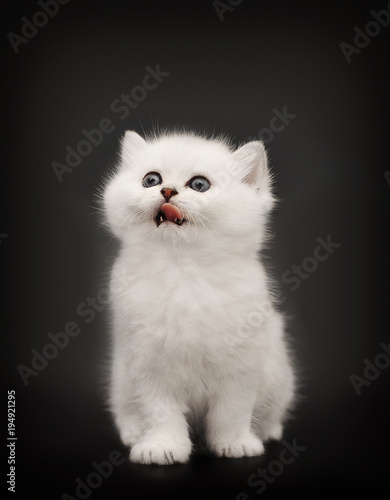 White British kitten licking his tongue out. Cat on black background .