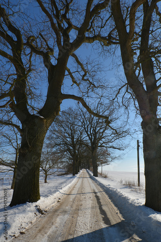 Allee bei Groß Stressow, Putbus, Insel Rügen