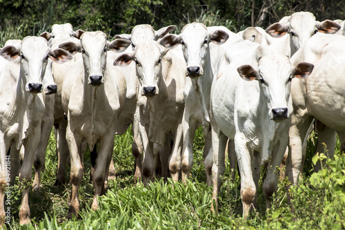 Herd of Nelore cattle grazing in a pasture