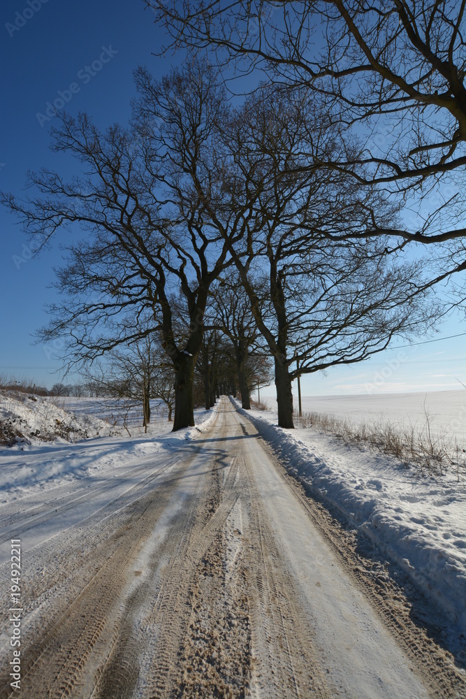 Obraz premium Winterlandschaft, Allee bei Groß Stressow, Putbus, Rügen,