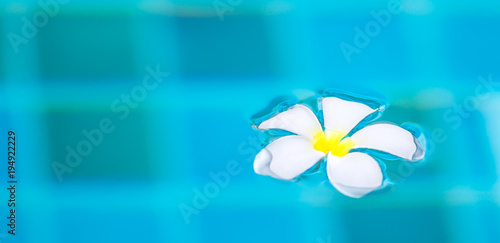 Frangipani or Plumeria white flower floating on blue water at swimming pool.