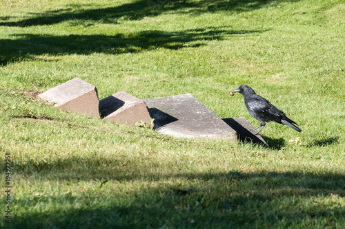 A Crow (blackbird) in profile, standing on the bottom step of old cement stairs and holding a nut. 