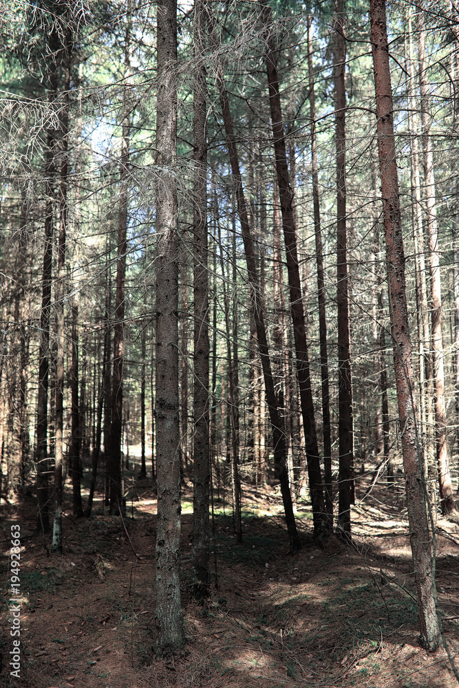 Pine forest. Depths of a forest. Journey through forest paths. T Pine forest. Depths of a forest. Journey through forest paths. T