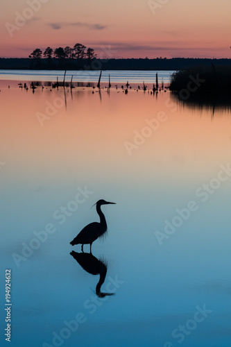 Heron at Sunset, Blackwater National Wildlife Refuge