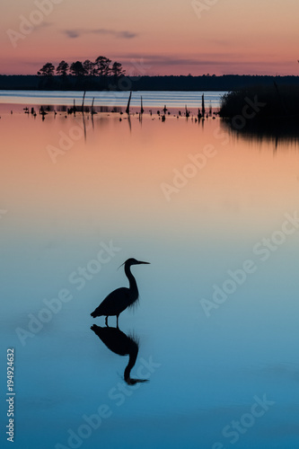 Konstfotografi Heron at Sunset, Blackwater National Wildlife Refuge