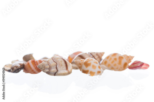 Wallpaper Mural Seashell isolated on white Torontodigital.ca