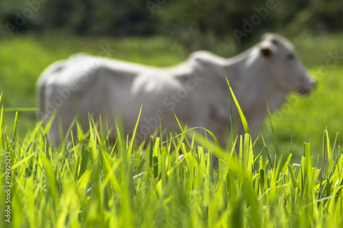 Fotografie, Obraz Herd of Nelore cattle grazing in a pasture