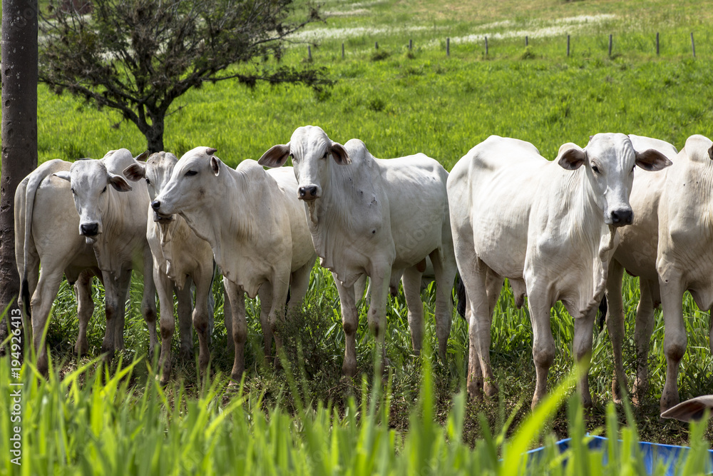 Herd of Nelore cattle grazing in a pasture Herd of Nelore cattle grazing in a pasture