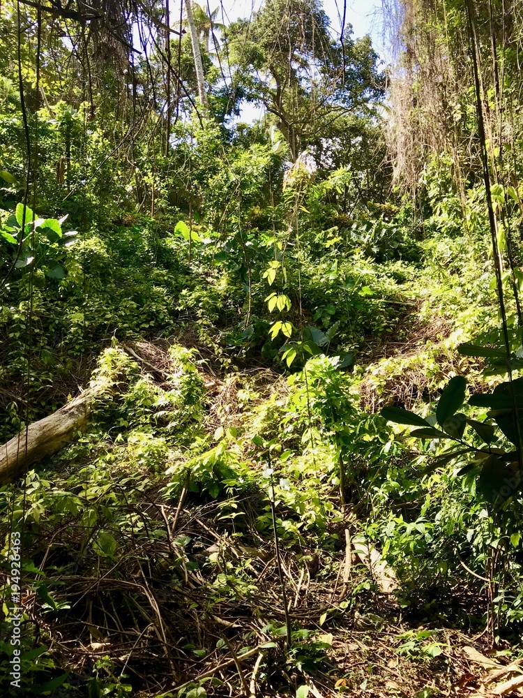 Obraz premium Untouched nature in the gully of the Saint Thomas Parish - Barbados (Caribbean Island of the West Indies)