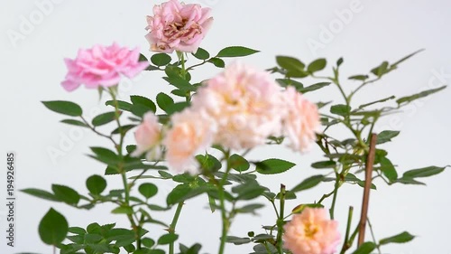 Focusing / focus tracking rose flowers on a white background, loopable seamless photo