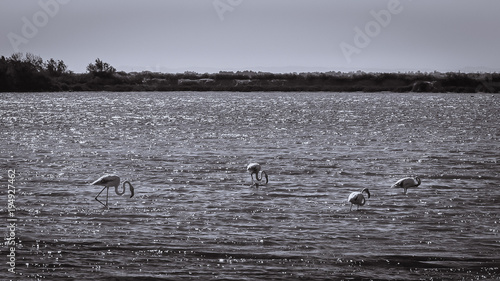 Relaxing black and white view of flamengos feeding on a lagoon near the Mediterranean sea. The Natural Regional Park of the Camargue, south of France. photo
