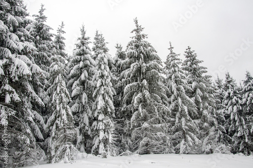 Ice Trees