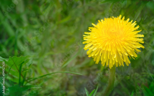 Fototapeta Naklejka Na Ścianę i Meble -  Yellow flower of a dandelion