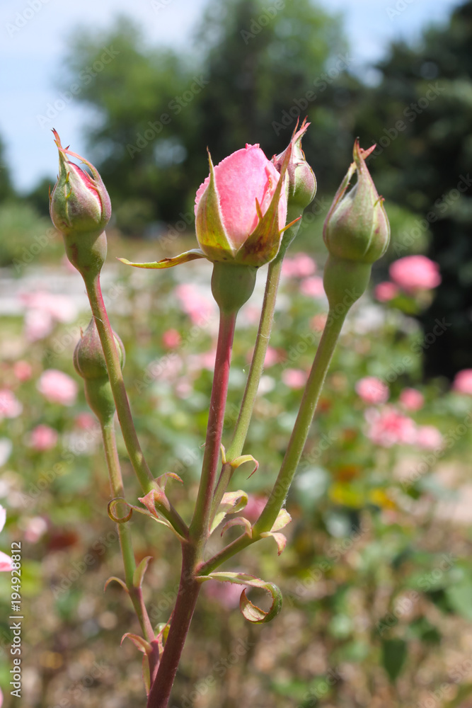 Pink rose buds almost ready to bloom stands out focused against blurred rose garden of pink roses with trees in background Pink rose buds almost ready to bloom stands out focused against blurred rose garden of pink roses with trees in background