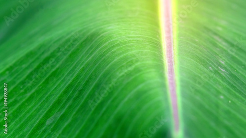 Close up banana leaf for background and texture