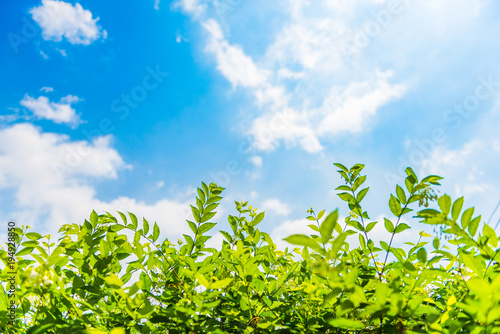 Green leaf treetop beautiful Natural on a background of blue sky white fluffy cloud