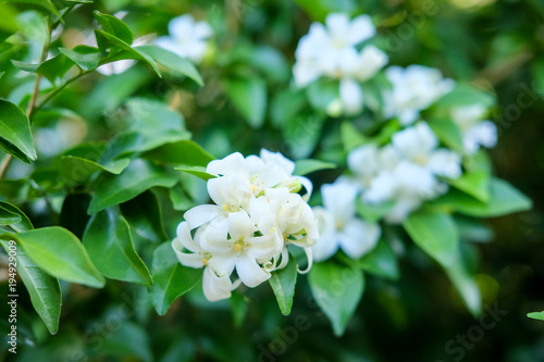 Closeup of Orange jasmine or Murraya paniculata in full bloom.