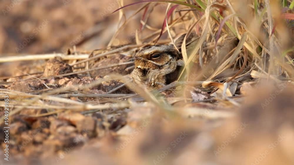 Camouflaged Nest Of A Large-Tailed Nightjar Camouflaged Nest Of A Large-Tailed Nightjar